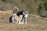 AKITA INU 094